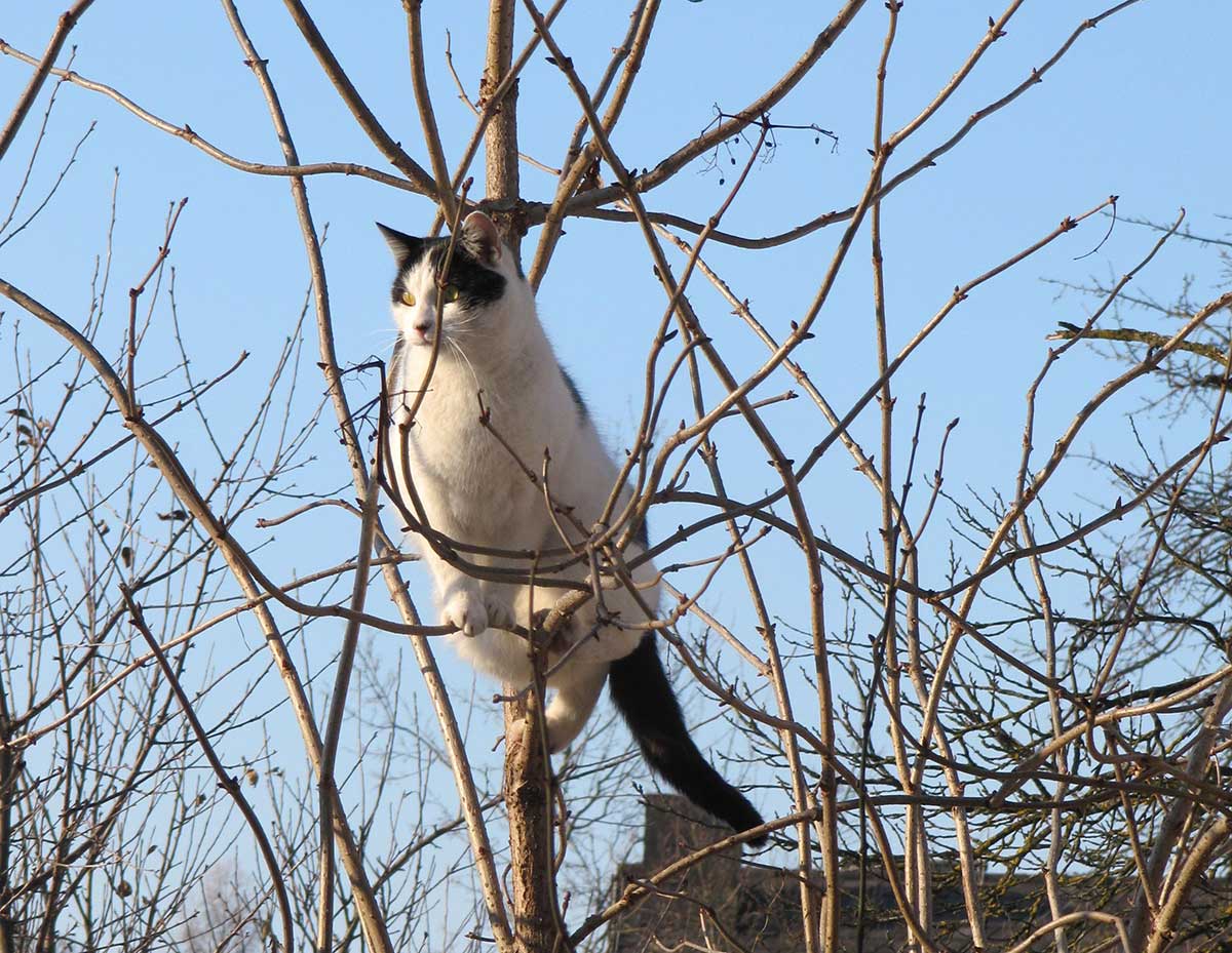 Mag.a Barbara Oberwasserlechner Kontakt - Katze